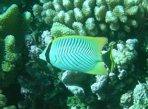 31- Poisson-papillon a chevrons 